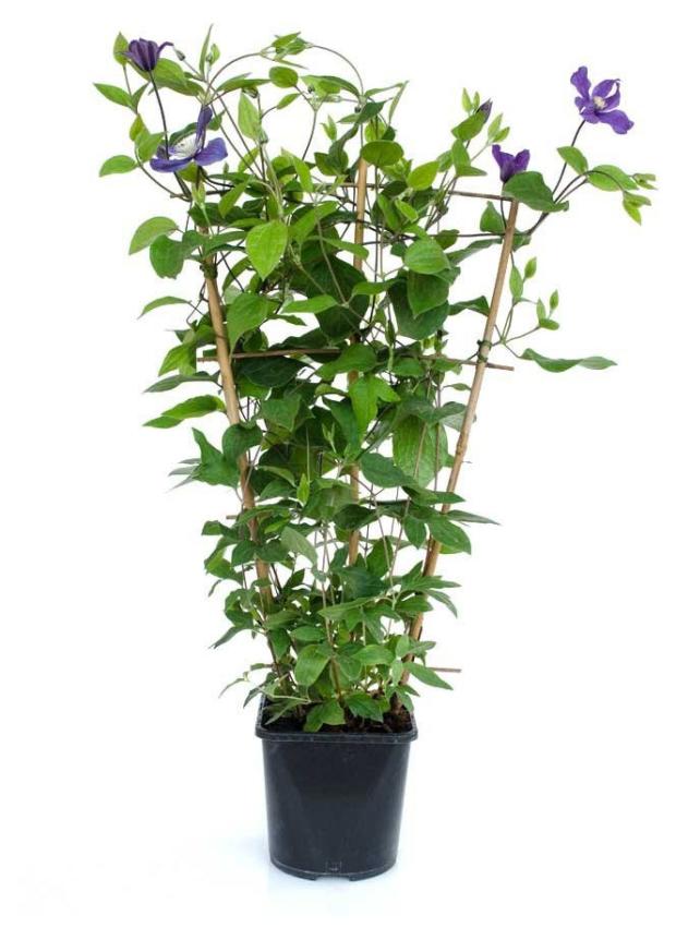 

Саженцы Клематис PlantMarket Хакуокан в горшке, Р9