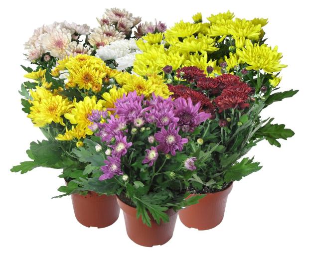 Рассада Хризантема ИП Хаустов Б.И. в горшке, d 13 см