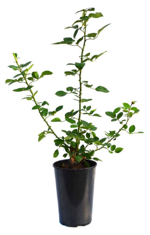 

Саженцы Роза чайно-гибридная PlantMarket Аква в горшке С4, 1 шт