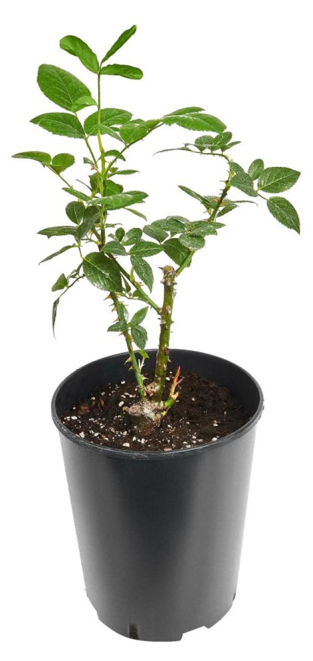 

Саженцы Роза парковая PlantMarket Вестерленд С4, 1 шт
