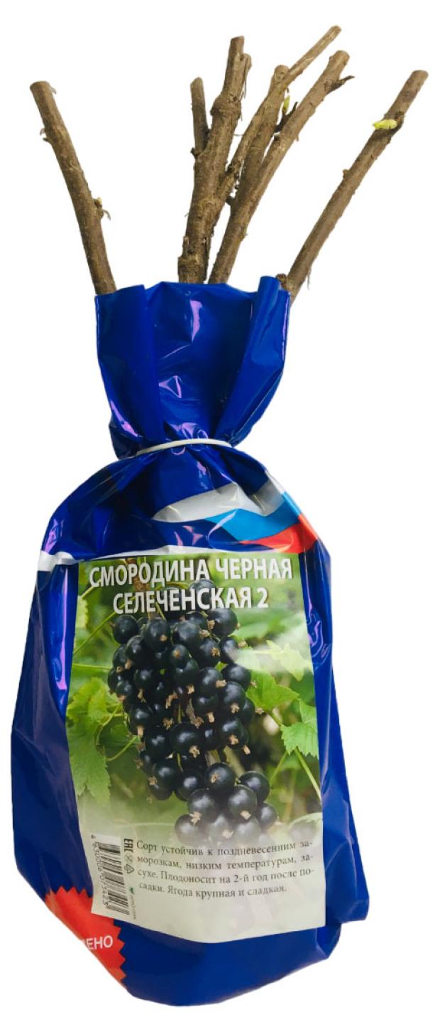 

Смородина Nali Селеченская, 40 см