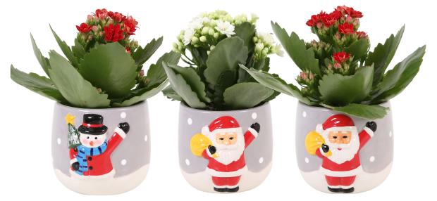 

Каланхоэ розалина в новогоднем кашпо, 8х15 см