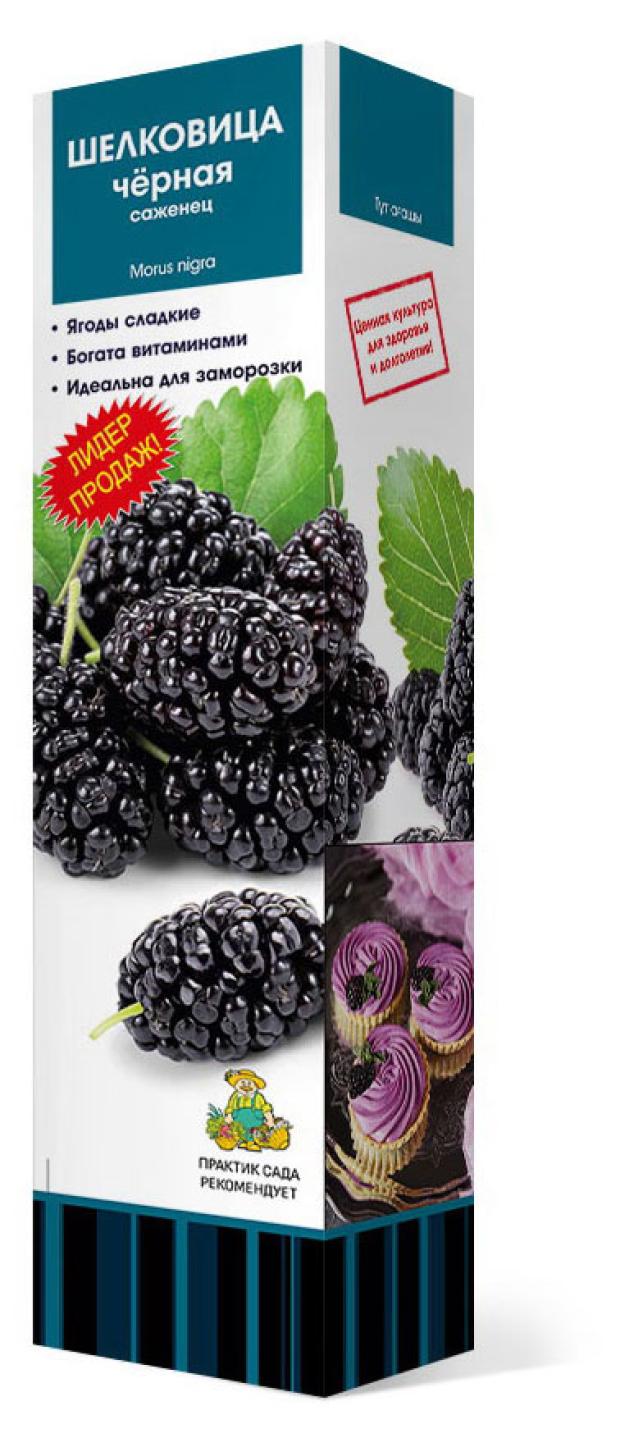 

Саженцы Поиск Шелковица, 1 шт