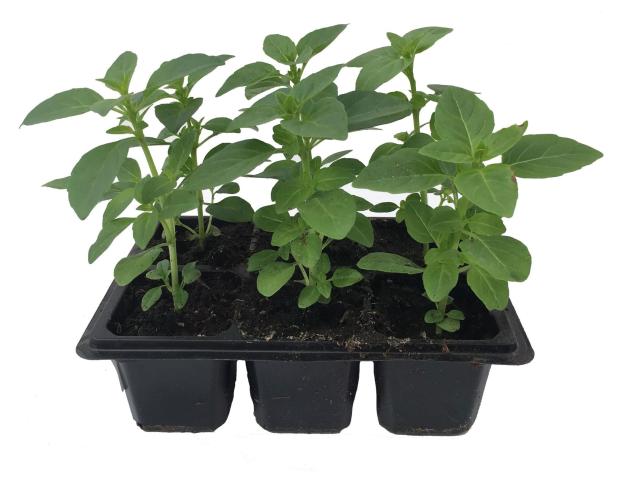 

Рассада трав Базилик ЕТК, 6 шт