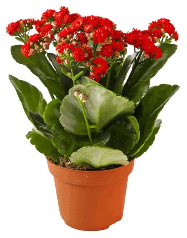 Каланхоэ в горшке, d 6 h 10 см