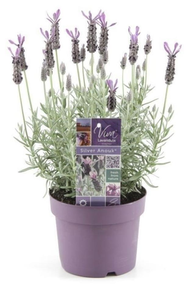 

Рассада цветов Лаванда ЕТК микс, d 5 h 15 см