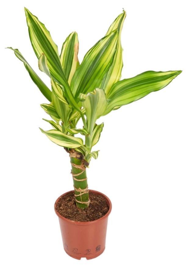 Драцена Фрагранс Еллоу в горшке d 11 h 45 см 1190₽