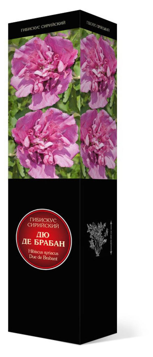

Саженцы Поиск Гибискус 1 сорт, 1 шт
