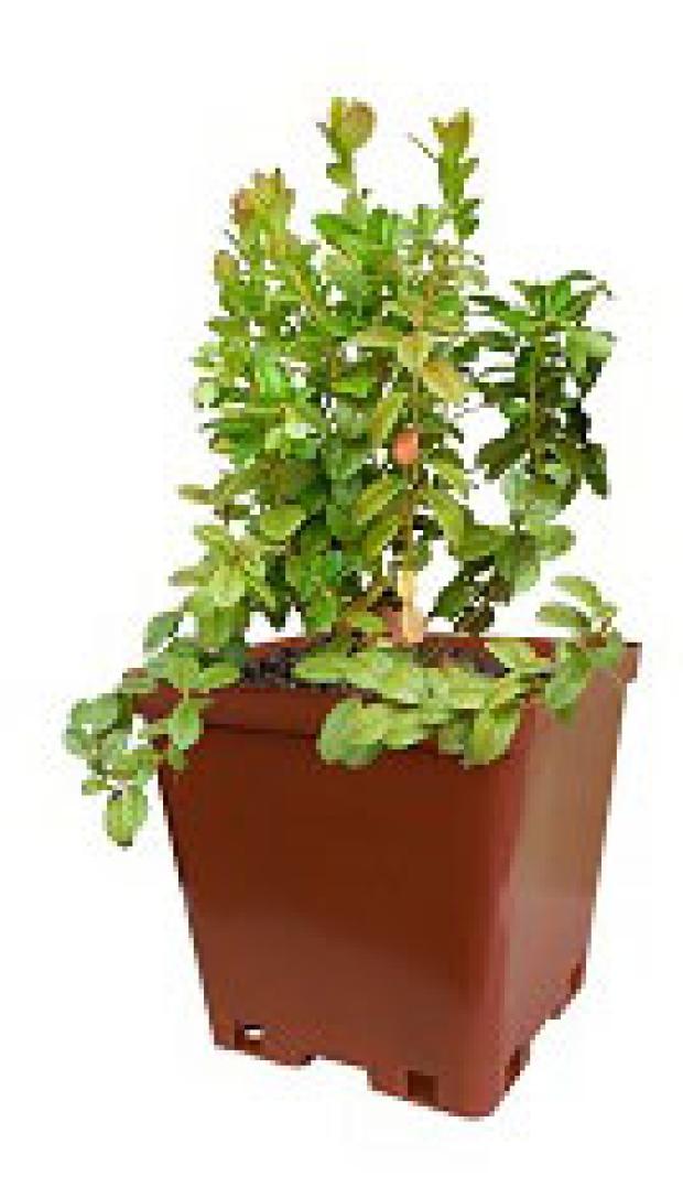 

Клюква Кутепово C1, h 20 см