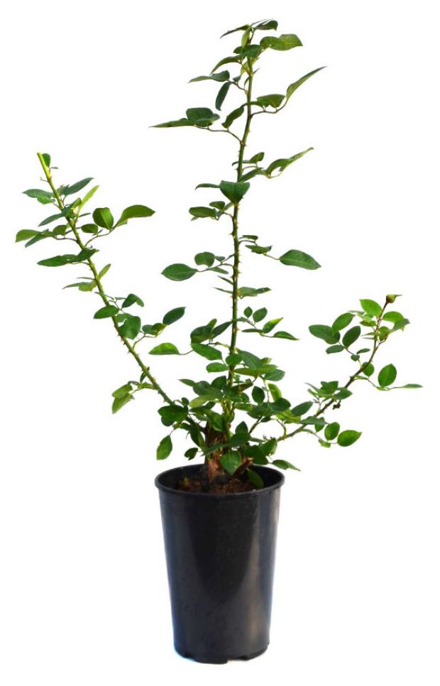 

Саженцы Роза чайно-гибридная PlantMarket Дольче Вита С4, 1 шт