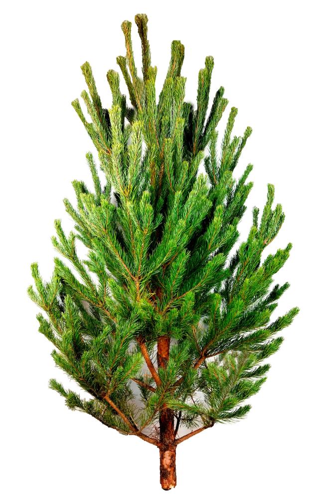 

Сосна обыкновенная сруб, 150-175 см