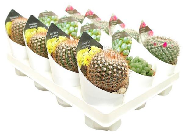 

Микс кактус/суккулент Цветы Московского collection, d 6,5 h 10 см