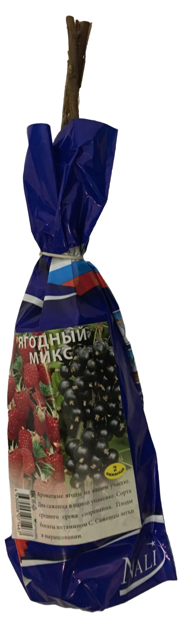 

Ягодный микс Nali Смородина черная + Малина красная, h 40 см