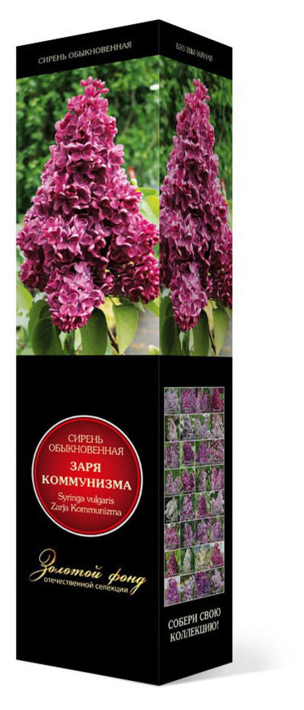 

Саженцы Поиск Сирень, 1 шт