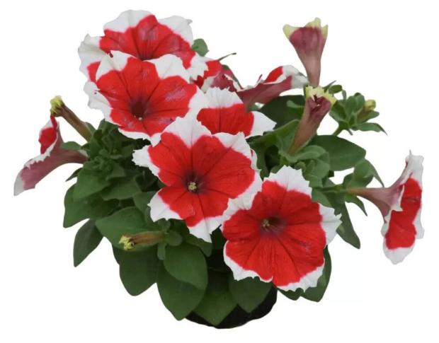 

Рассада цветов Петуния ЕТК Halahoop Red, 6 шт