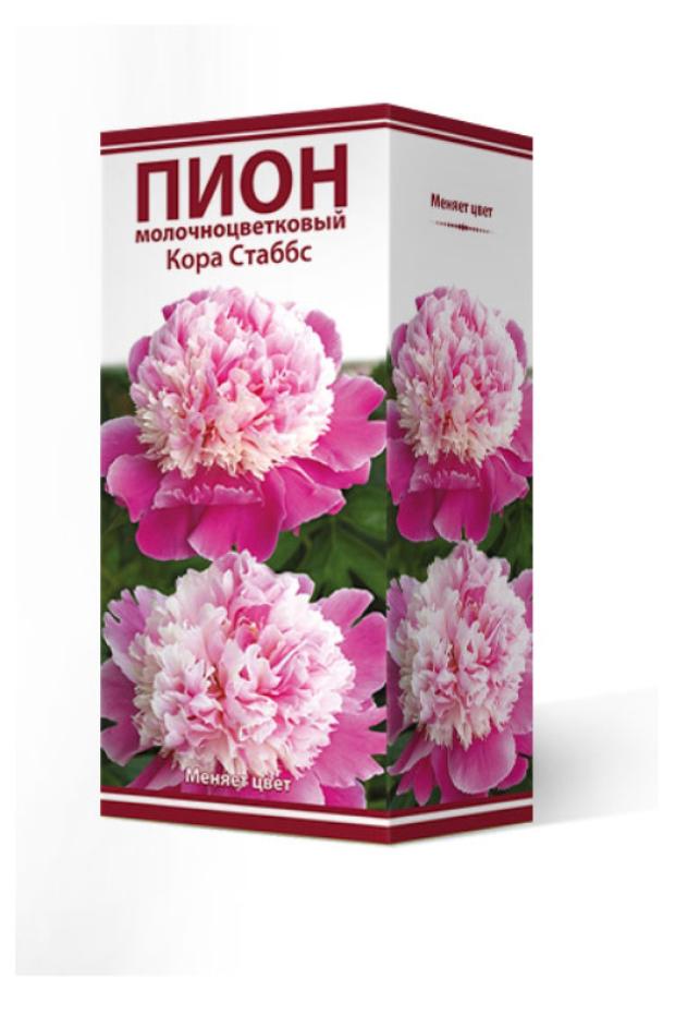 

Луковицы Поиск Пион молочно-цветковый травянистый Кора Стаббс серия Классик, 1 шт