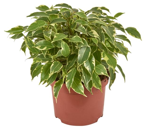 Фикус Горкунов, d 10 h 25 см