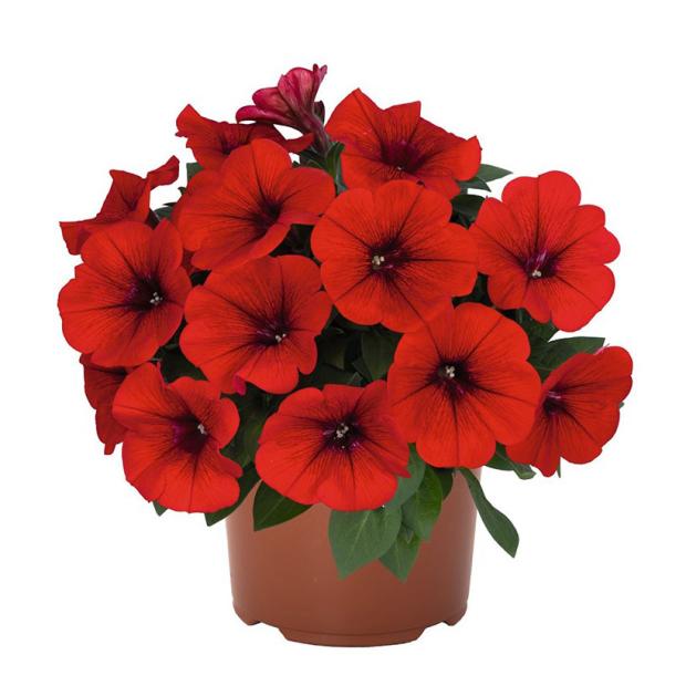 

Рассада цветов Петуния ЕТК Dark Red, d 21 см