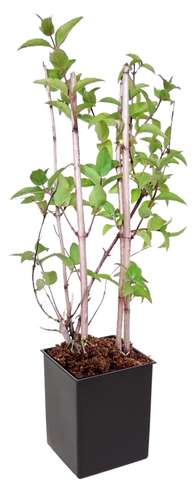 

Дейция Кутепово, h 20 см