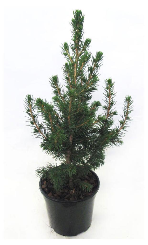 

Ель глаука коника, 13х35-40 см