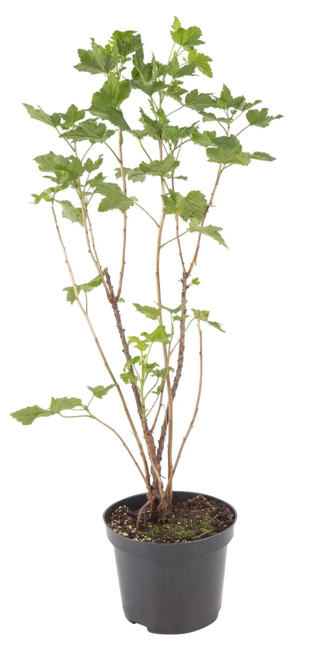 

Смородина черная PlantMarket Ядреная, С3-С4