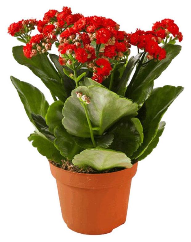 

Каланхоэ Каландива Микс, d 15 h 27 см