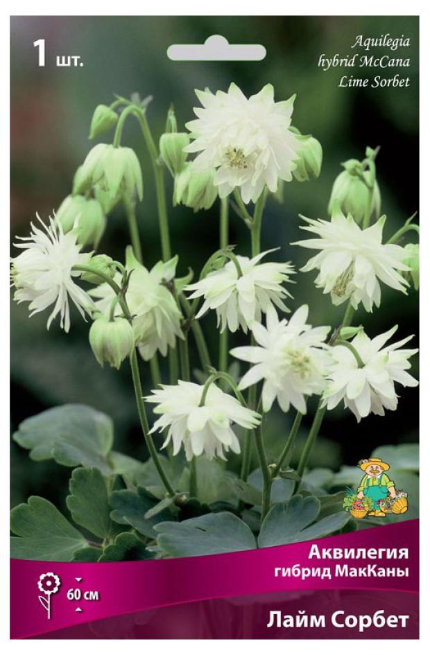 

Луковичные цветы Поиск Многолетник микс, 1 шт