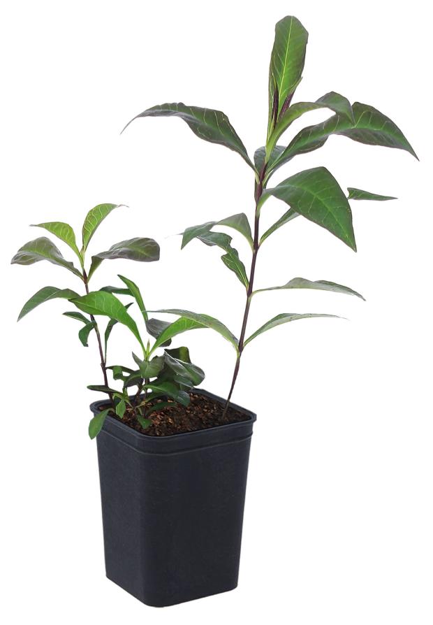 

Флокс Кутепово Литл Бой C1, 1 шт