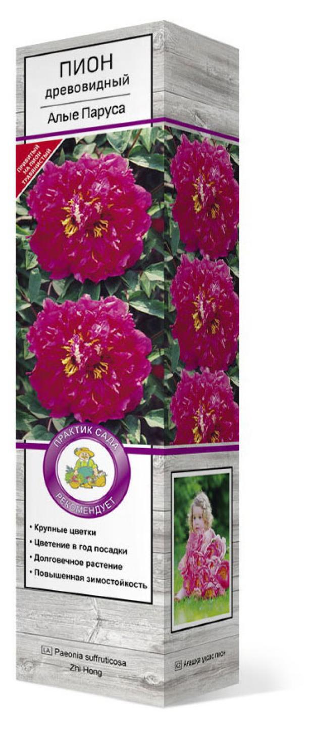 

Саженцы Поиск Пионы древовидные, 1 шт