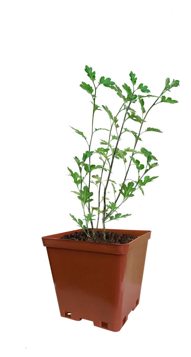 

Хризантема Кутепово Корейская Белка С2, h 20 см