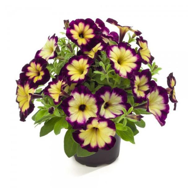 

Рассада цветов Петуния ЕТК Crazytunia Moonstruck, d 12 см