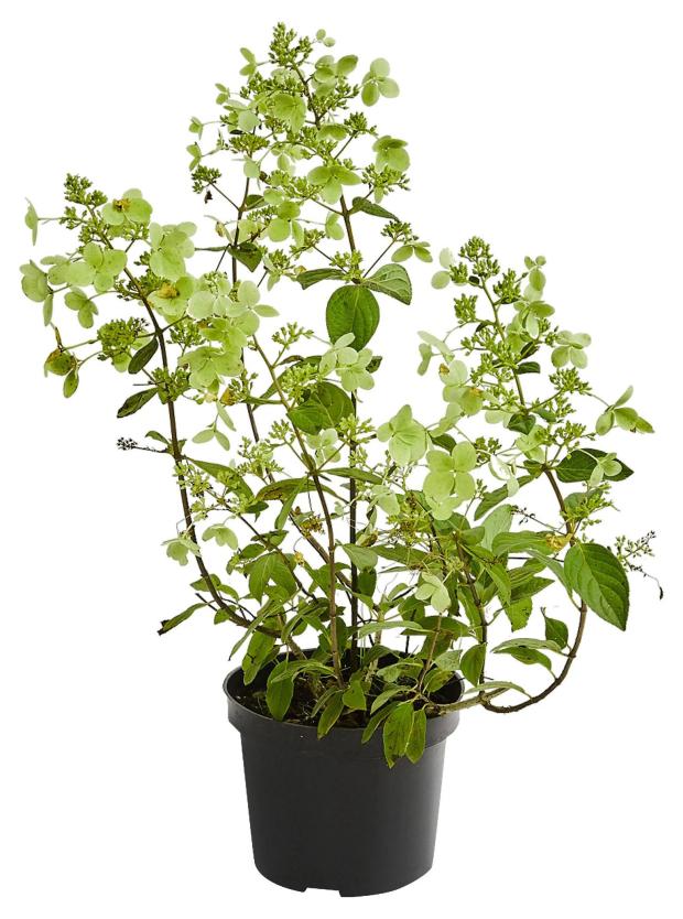 

Саженцы Гортензия метельчатая PlantMarket Селекшн, С1,5