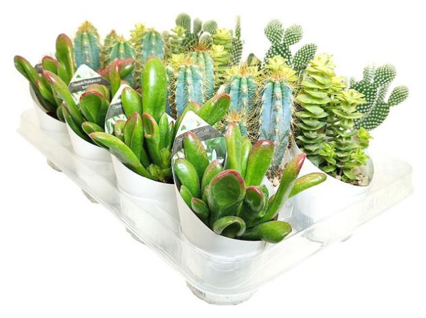 

Микс кактус/суккулент Цветы Московского, d 6,5 h 20 см