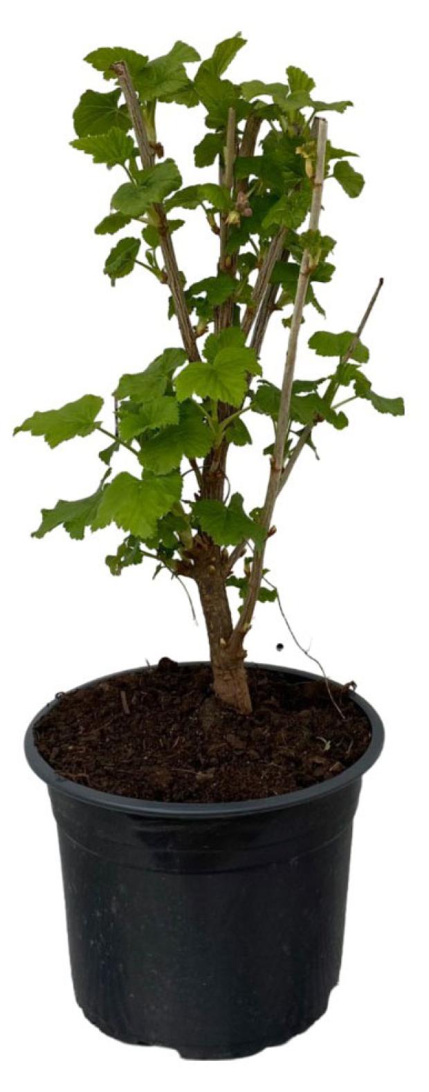 

Саженцы Крыжовник Тимирязевский питомник Орленок черный