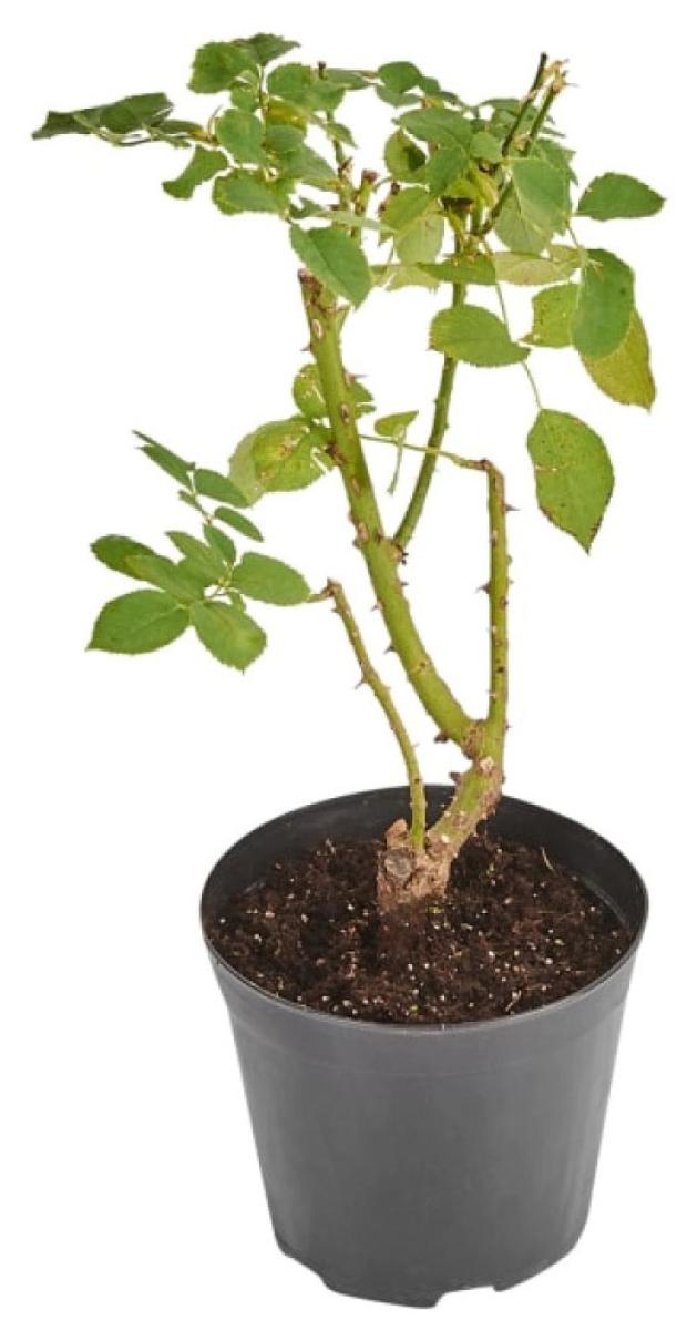 Саженцы Роза чайно-гибридная PlantMarket Сатин С4 1 шт 599₽