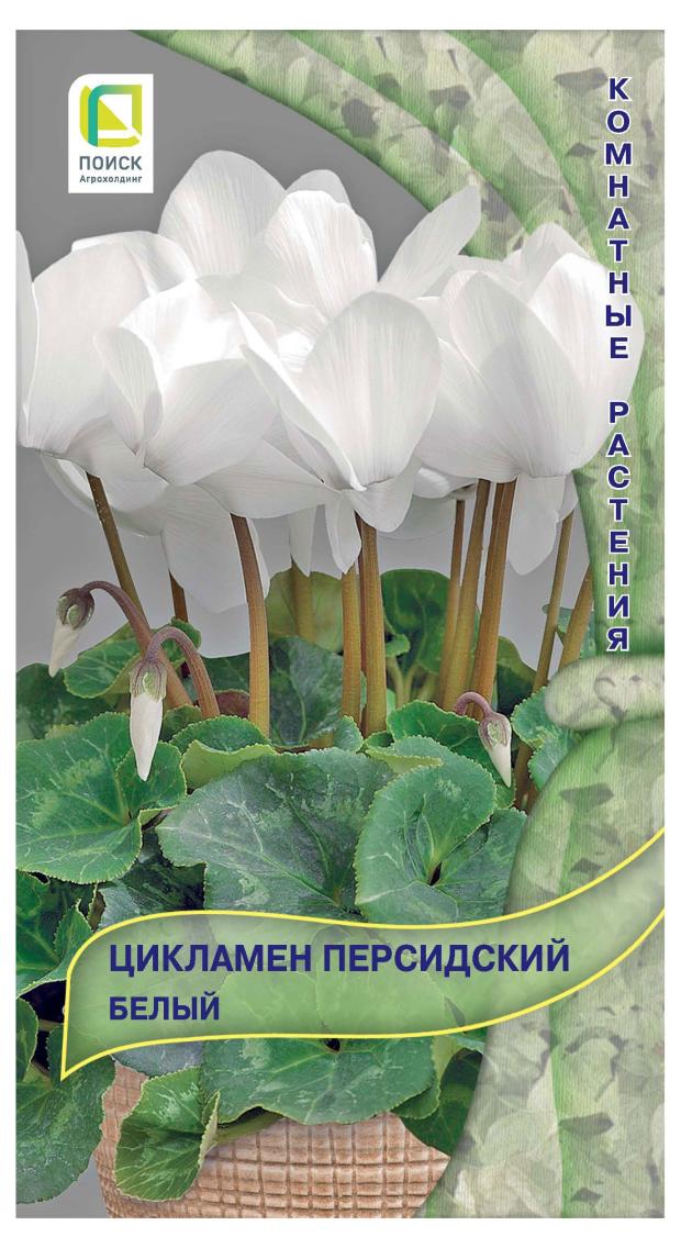 Купить Семена Цикламена Недорого