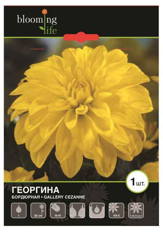 

Саженцы Георгина «Цветочный альянс» Геллери Сезанна бордюрная, 1 шт