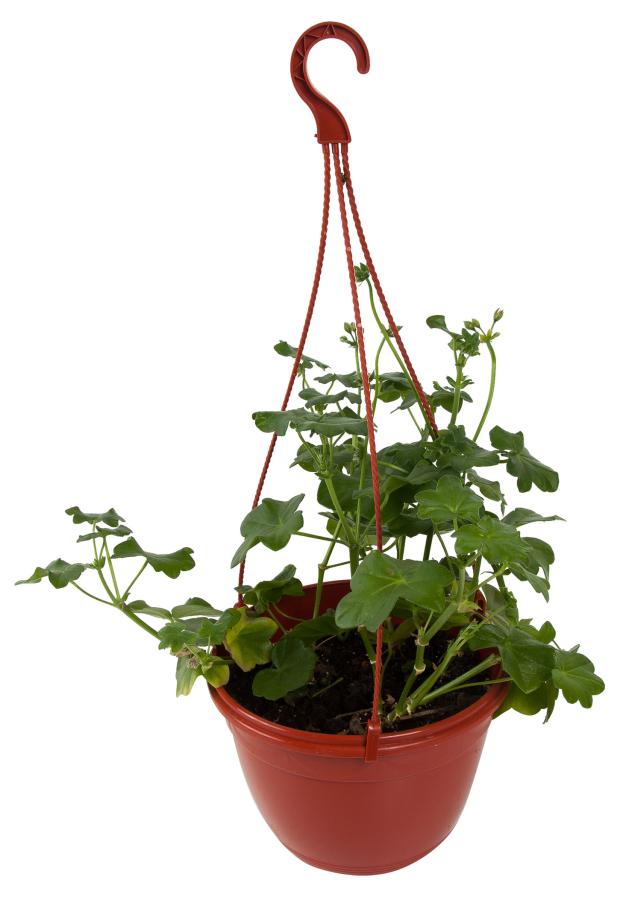 

Пеларгония, d 21 см