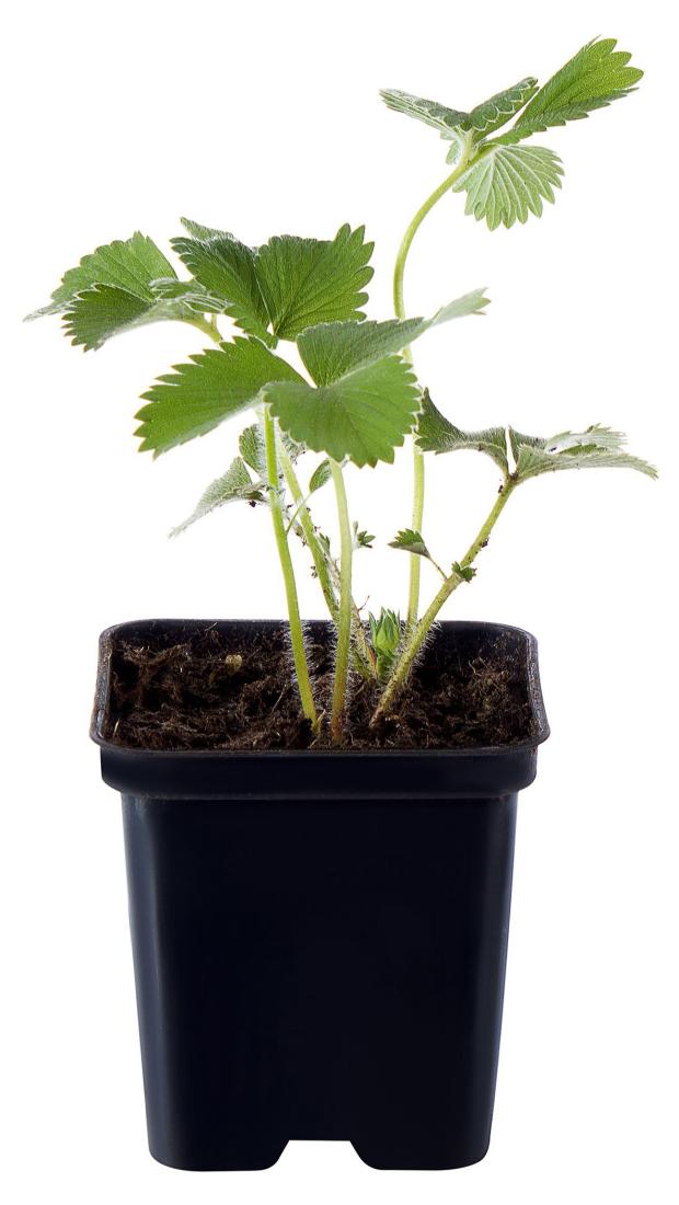 

Земляника садовая PlantMarket Полка Р9, 1 шт