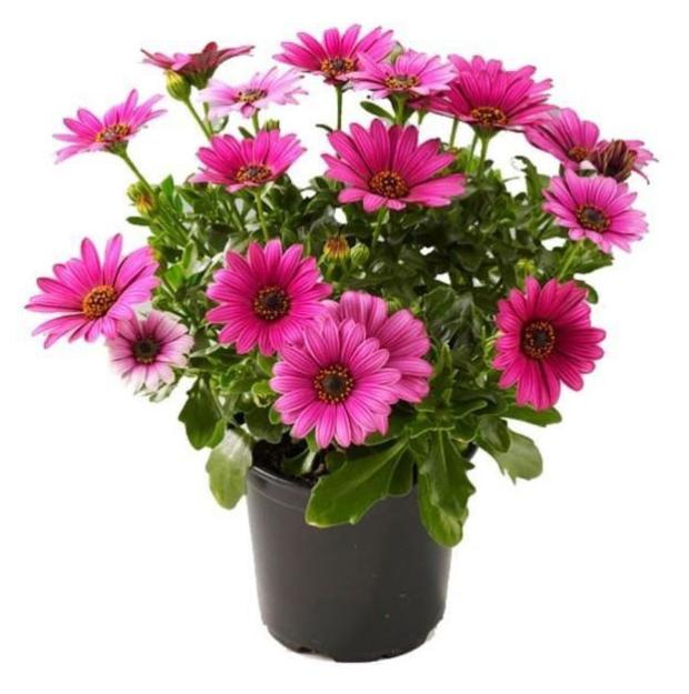 

Рассада Остеоспермум ЕТК смесь, d 12 см