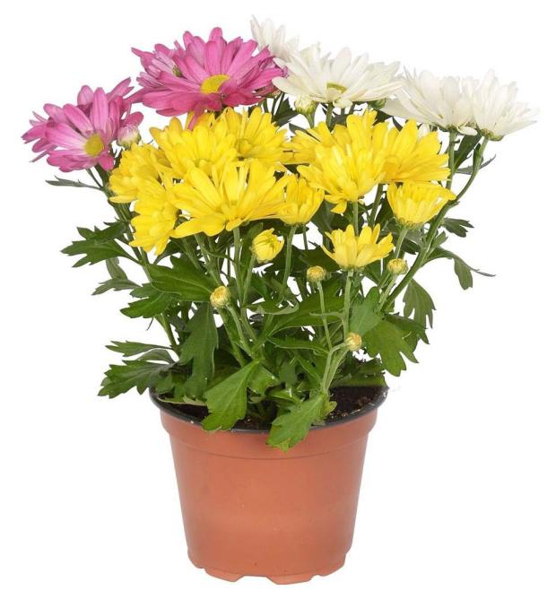 

Хризантема Карнавал, d 12 h 30 см