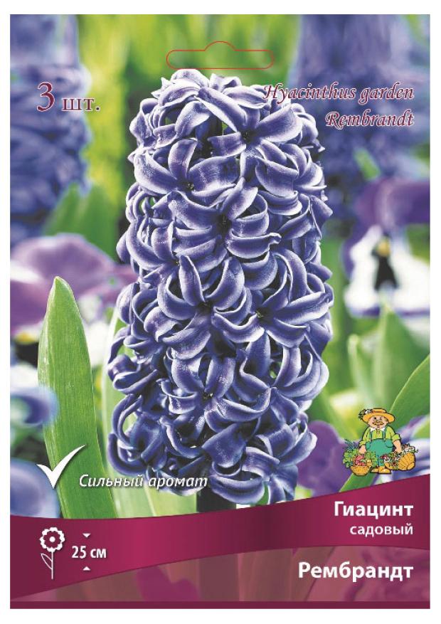 

Гиацинт Поиск Рембрандт, 3 шт