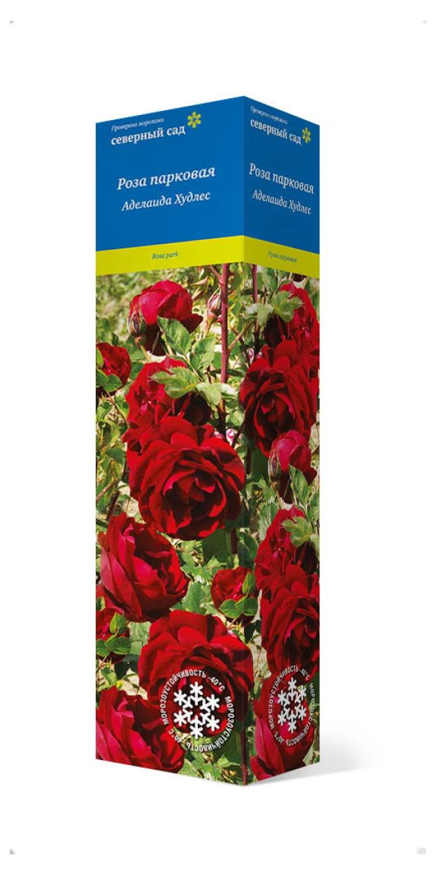 

Роза канадская парковая Поиск, 1 шт