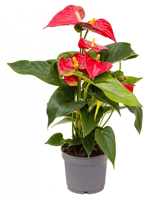 Антуриум Цветы Московского микс в горшке, d 12 h 45 см