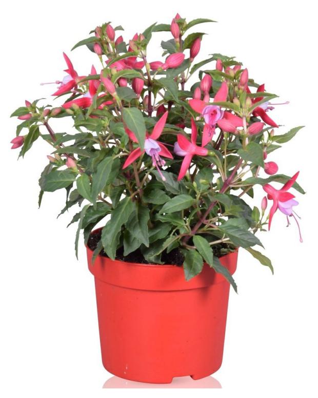 

Рассада цветов Фуксия ЕТК смесь, d 12 см