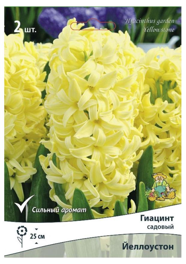 

Гиацинт садовый Поиск Йеллоустоун, 2 шт