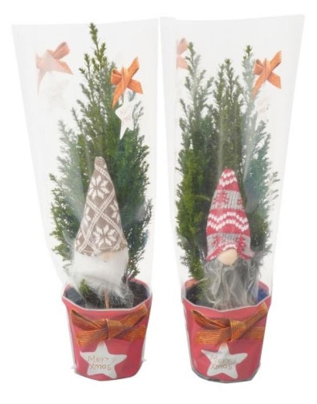 

Кипарисовик элвуди в пакете с гномом, 9х35 см