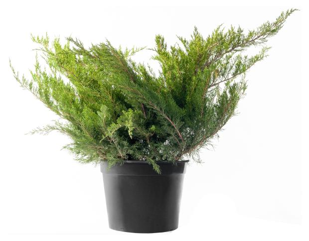 

Саженцы Можжевельник Цветы Московского Джулеп, d 17 h 20 см