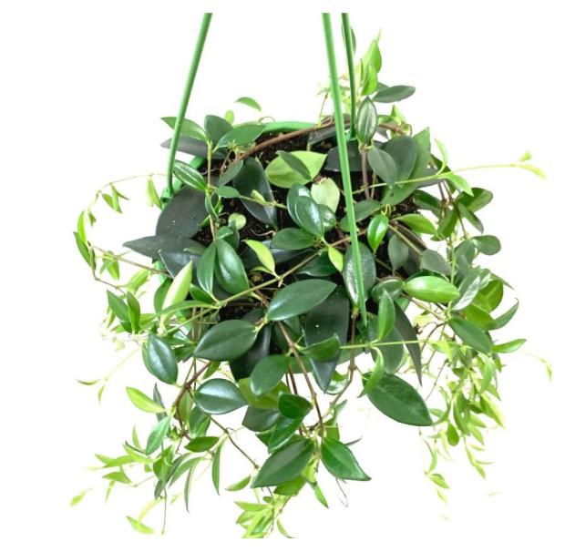 

Кодонанта Тимирязевский питомник, d 12 см