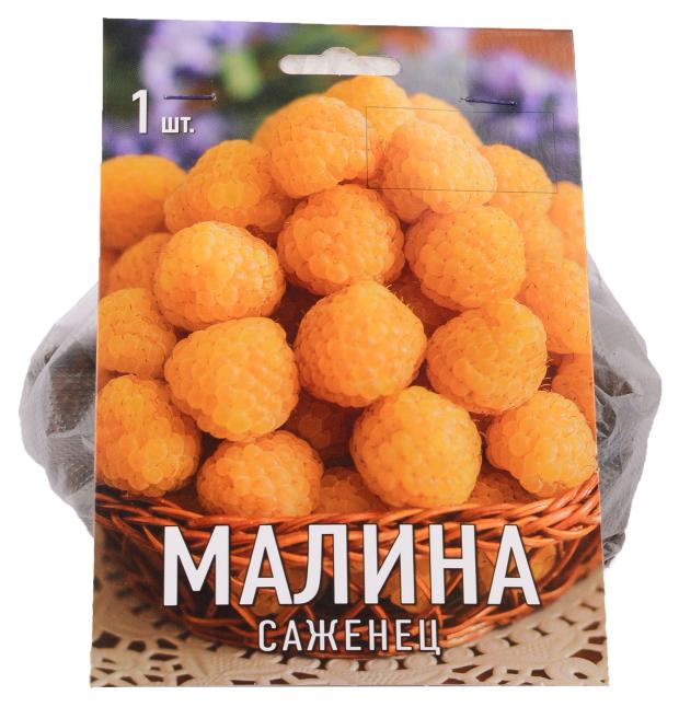 

Саженцы Поиск Малина, 1 шт